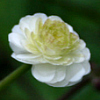 Rununculus aconitifolius flora plena - Abriachan Nurseries